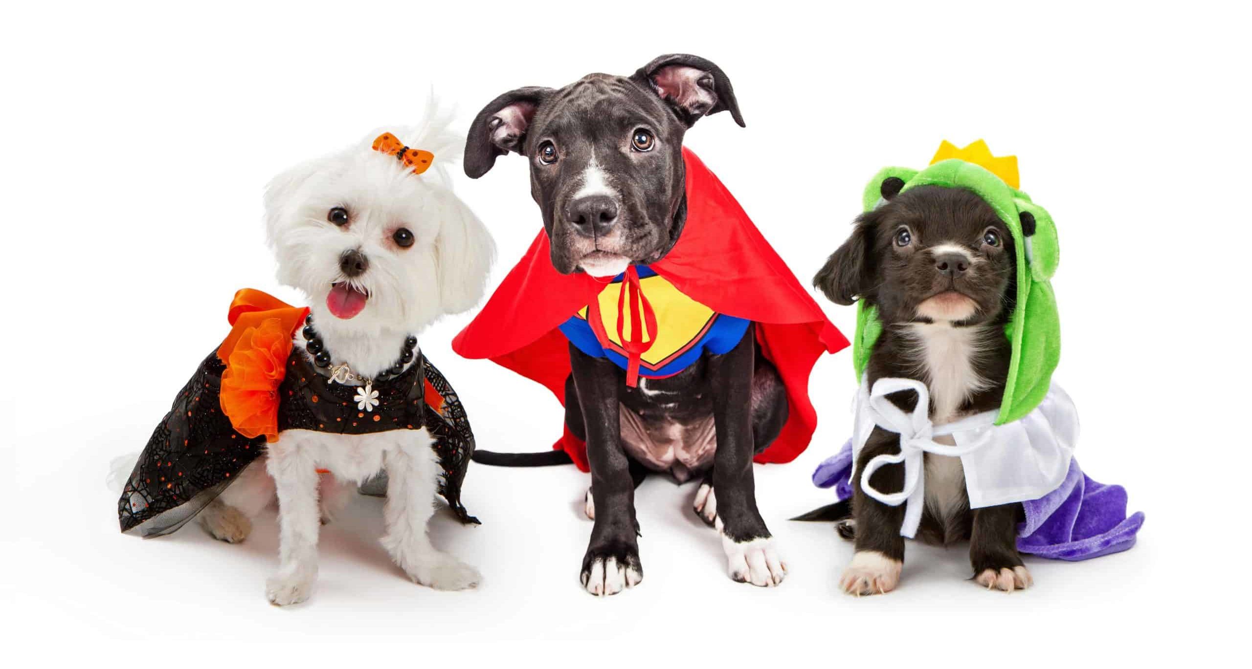 Trio of puppies wearing Halloween costumes. Although dogs can eat candy corn, limit how much candy your dog eats.