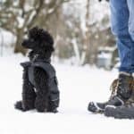 Small black Poodle wears winter coat. Dog owner wears jeans and snow boots. Wondering can poodles handle cold weather? The simple answer is yes. Take precautions like using booties and a coat to protect your dog.