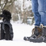 Small black Poodle wears winter coat. Dog owner wears jeans and snow boots. Wondering can poodles handle cold weather? The simple answer is yes. Take precautions like using booties and a coat to protect your dog.