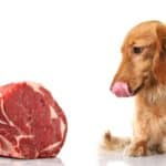Dog licks lips while looking at beef. From stews and soups to stir-fries or even just raw meat, here are eight ways you can cook beef for your dog.