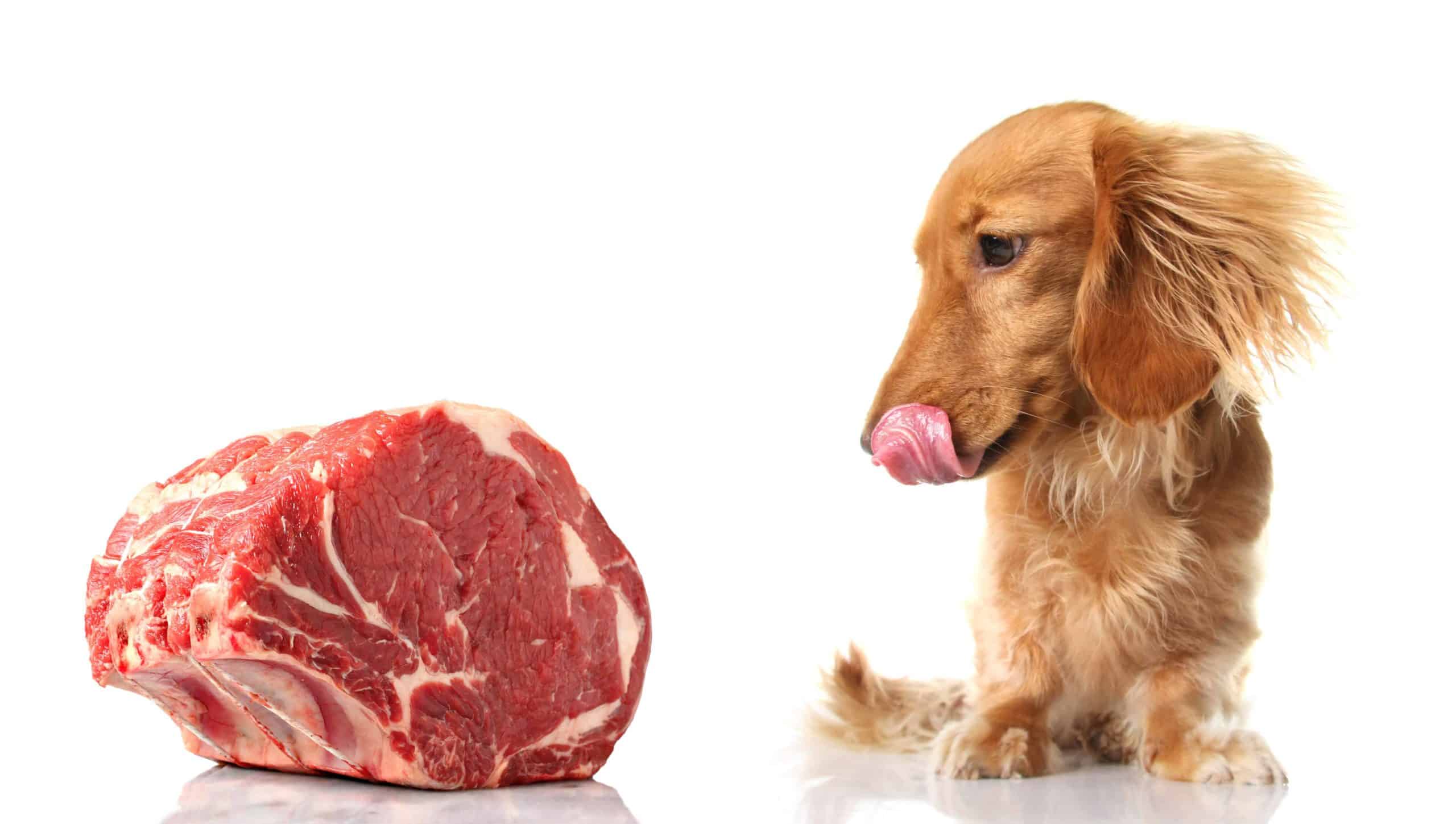 Dog licks lips while looking at beef. Learn to cook beef for dogs.