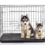 Two Husky puppies snuggle in a metal crate.