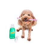 Photo illustration of a poodle with toothbrush, toothpaste, and dog mouthwash.