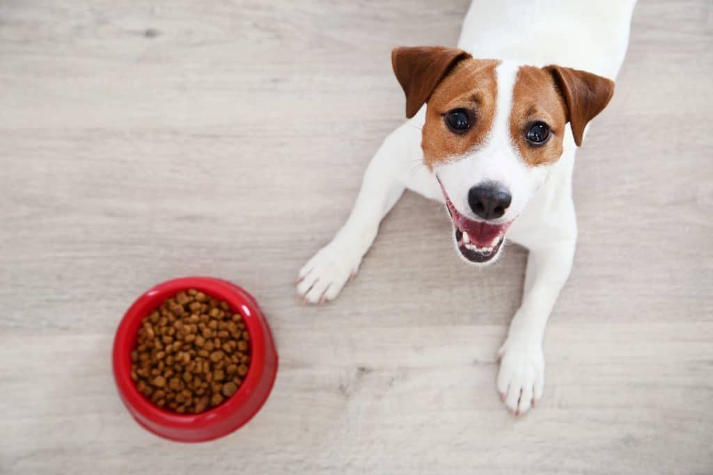 Happy Jack Russell Terrier with a bowl of dry dog food. Keeping your dog at a healthy weight is essential for keeping your dog safe and happy.