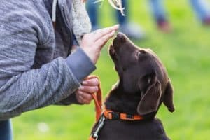 Woman trains chocolate Labrador Retriever. Image for Dog Training Category page.