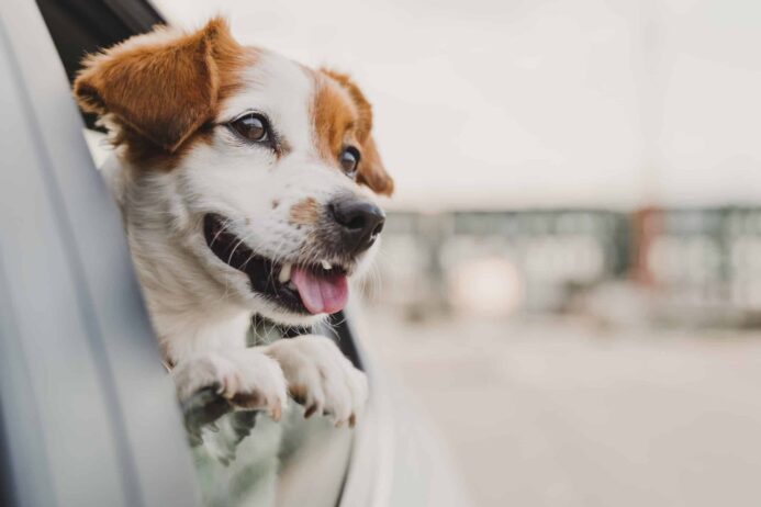 Jack Russell Terrier looks out car window. Dog travel guide tip: Prepare your dog for a car trip by taking short rides first.