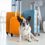 Boston terrier sits with suitcases. Dog travel guide tip: Before booking a flight with your dog, contact the airline to learn if they have any breed restrictions due to temperament or health conditions.