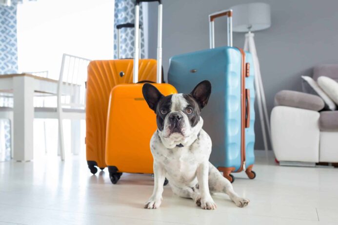 Boston terrier sits with suitcases. Dog travel guide tip: Before booking a flight with your dog, contact the airline to learn if they have any breed restrictions due to temperament or health conditions.