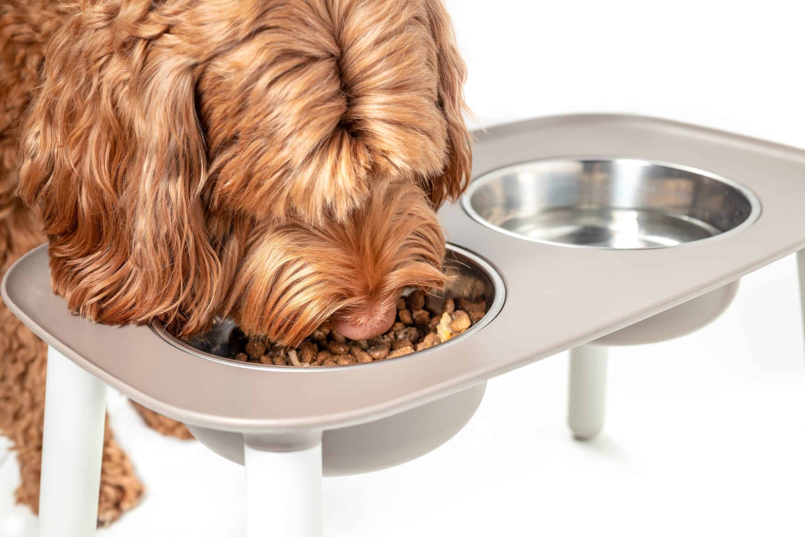 Goldendoodle eats from an elevated large dog bowl.