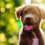 Happy chocolate Labrador puppy outside on a sunny day. Keep your dog healthy with a nutritious diet and plenty of exercise. Get pet insurance to make sure you're covered for any emergency.