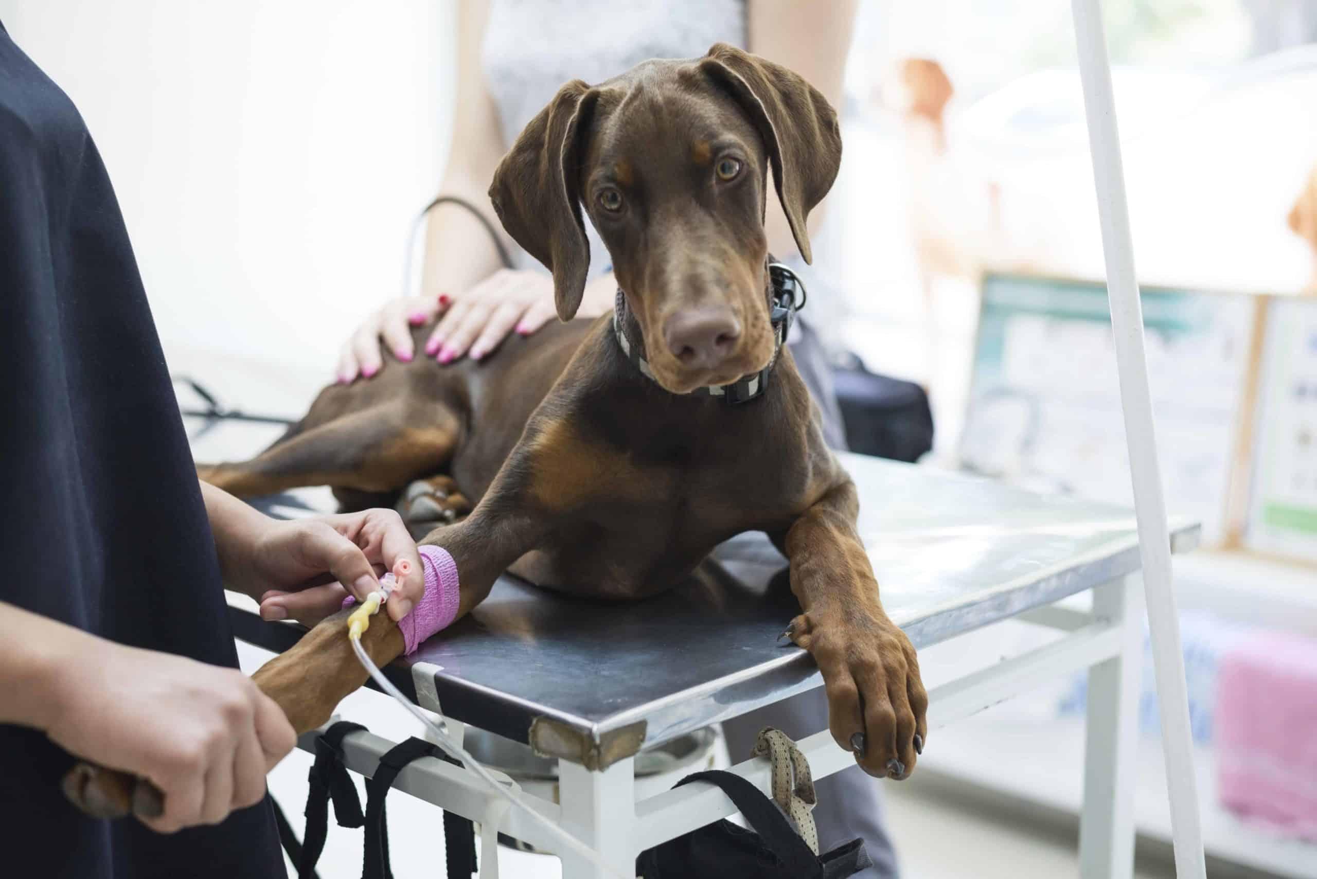 Doberman puppy gets infusion. Evaluate a potential pet insurance provider by comparing plans, looking at online reviews, coverage specifics, and reimbursement options.