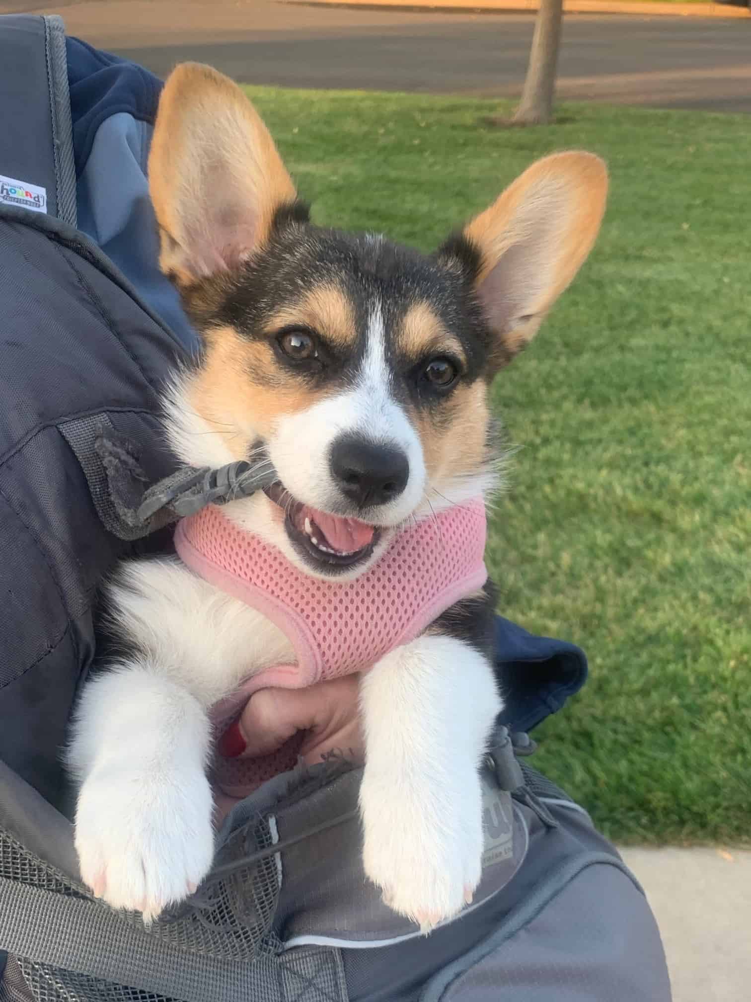 Nutmeg a Pembroke Welsh Corgi puppy gets carried during a walk. Puppies create or develop their personalities during the first 16 weeks. Introduce puppies to new situations, people, and car rides. Socialization helps make puppies into confident adult dogs.