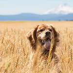 Golden retriever sits in a wheat field. Wheat flour can provide health benefits for your dog, but know some dogs have a wheat allergy or are gluten intolerant, just like people.