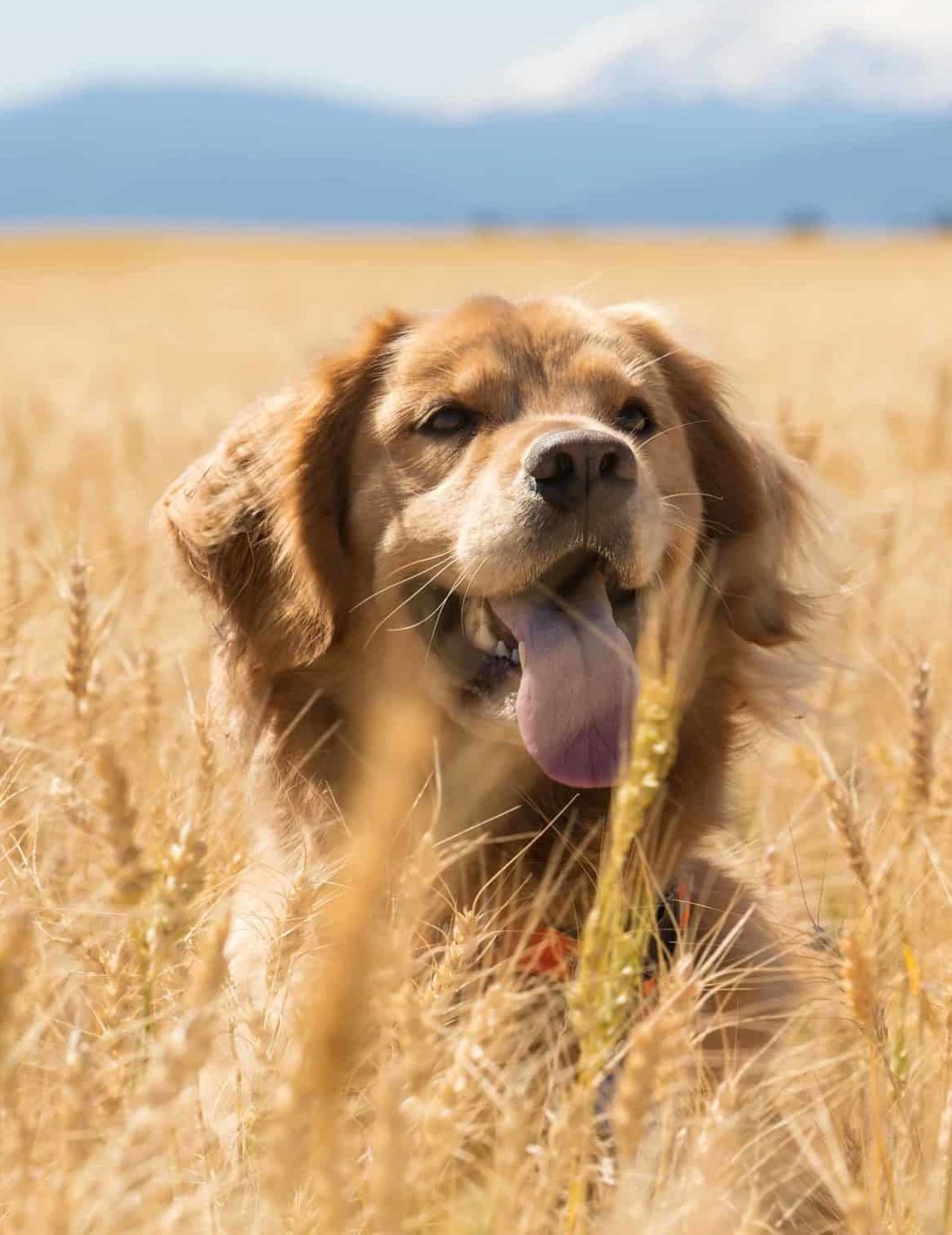 Wheat flour can be good for dogs, but some are gluten intolerant 