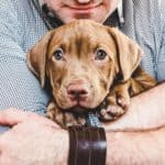 Man hugs chocolate Labrador retriever puppy. An ESA letter provides documentation that you have the right to use an emotional support animal.
