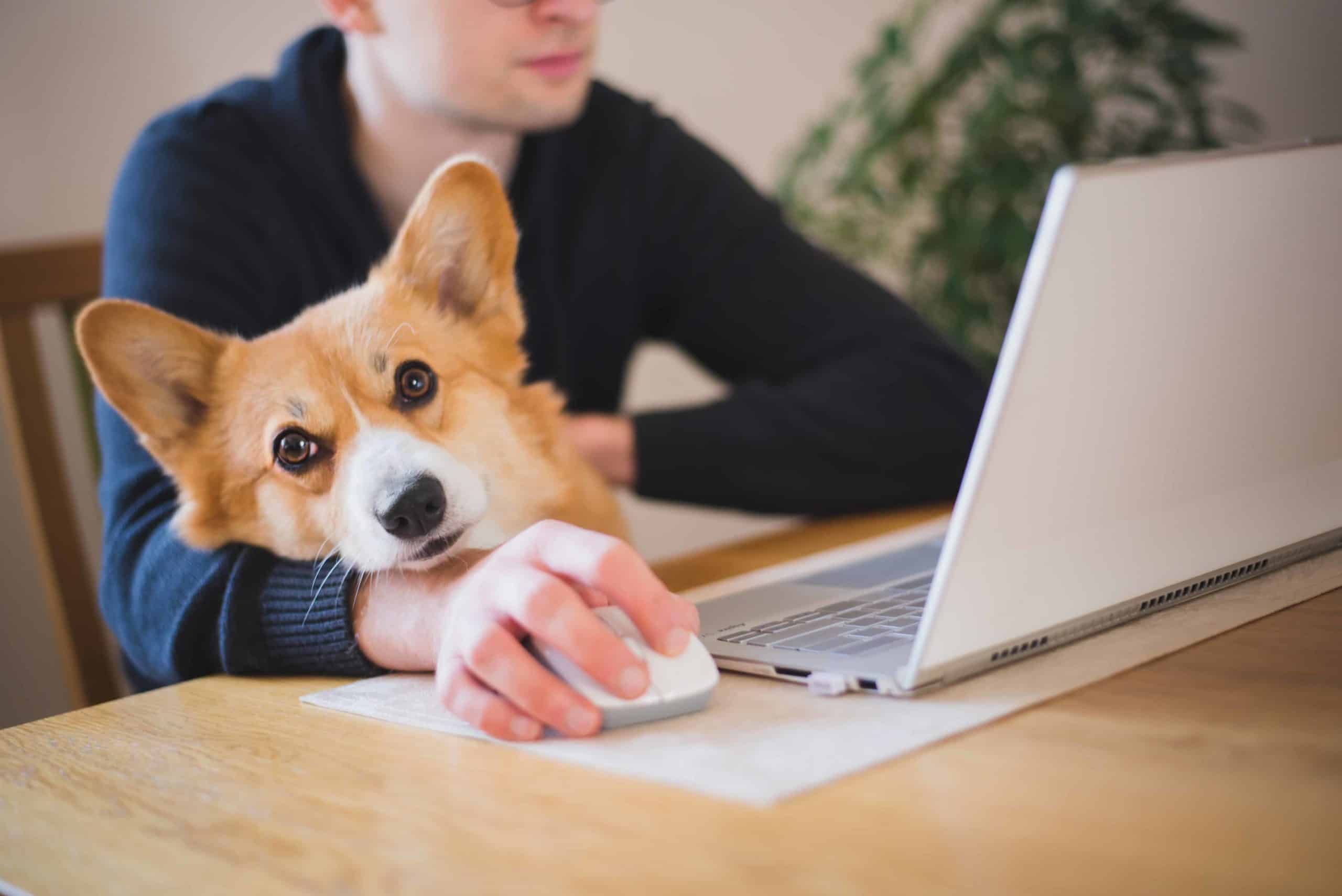 Man holds Corgi while working on laptop. If you provide your landlord with a legitimate ESA letter, then your landlord cannot deny you and your ESA reasonable accommodation.