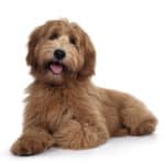 Apricot Labradoodle on a white background. The Labradoodle is calm, friendly, intelligent, and athletic. The dogs are easy to train and a good choice for first-time dog owners.