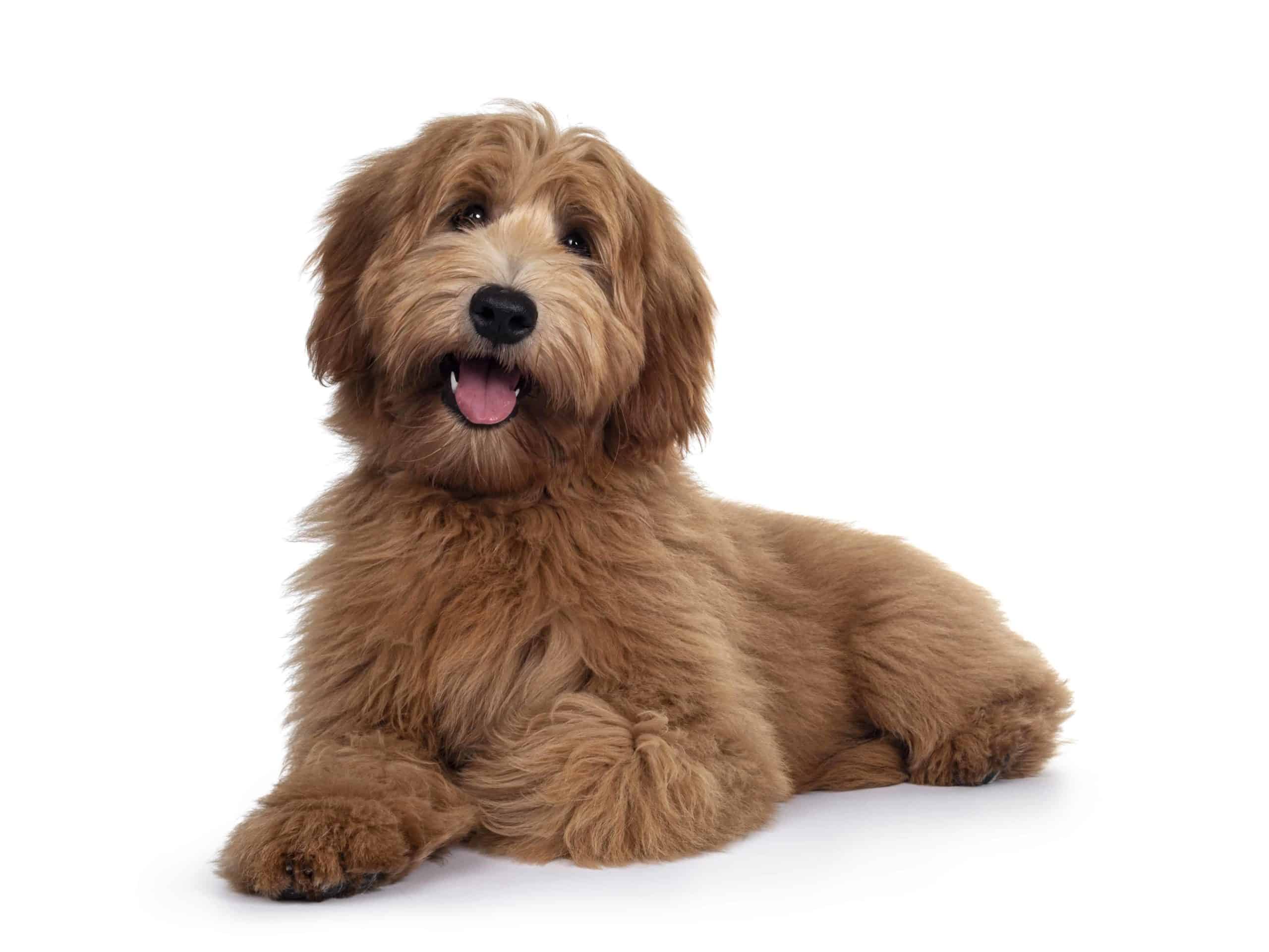 Apricot Labradoodle on a white background. The Labradoodle is calm, friendly, intelligent, and athletic. The dogs are easy to train and a good choice for first-time dog owners.