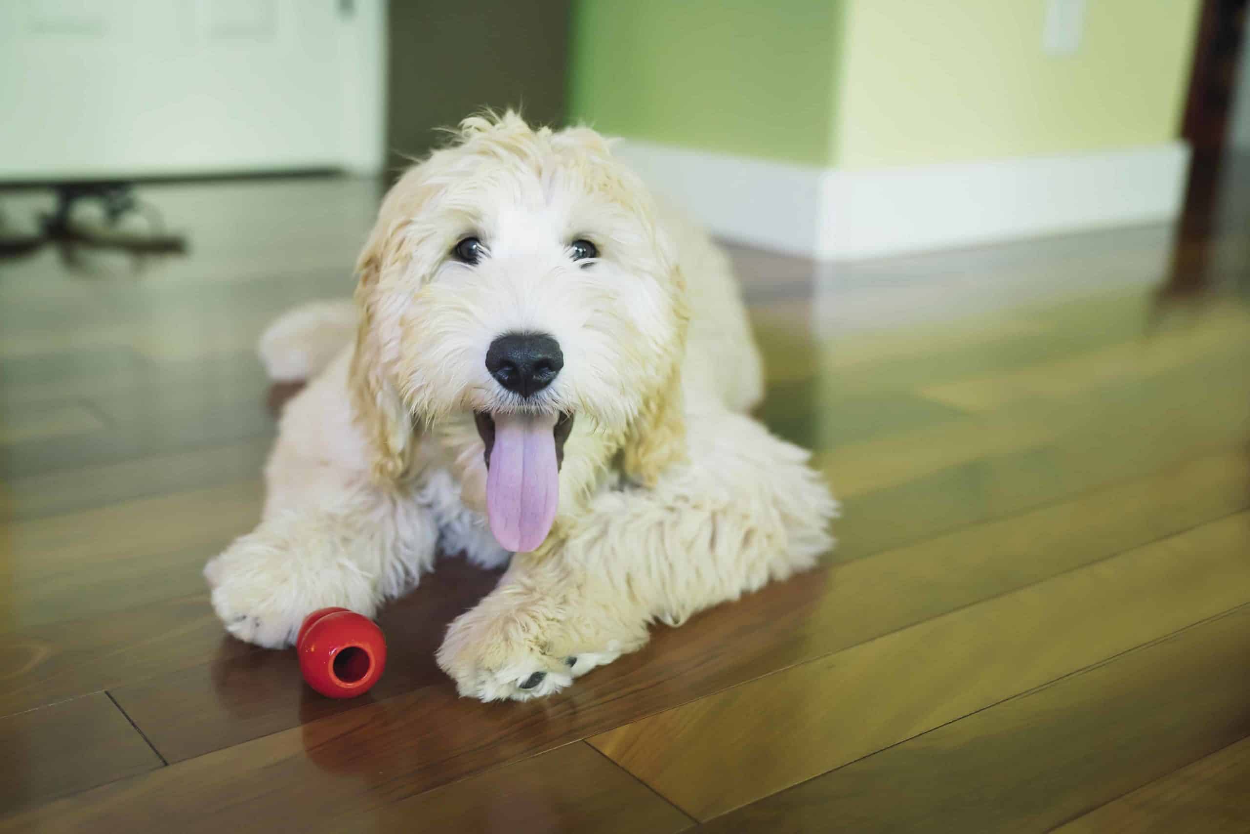 Cream Labradoodle plays with a Kong toy. Doodles come in different colors: blue, silver, black, cream, gold, caramel, chalk, apricot, red, parchment, and chocolate.