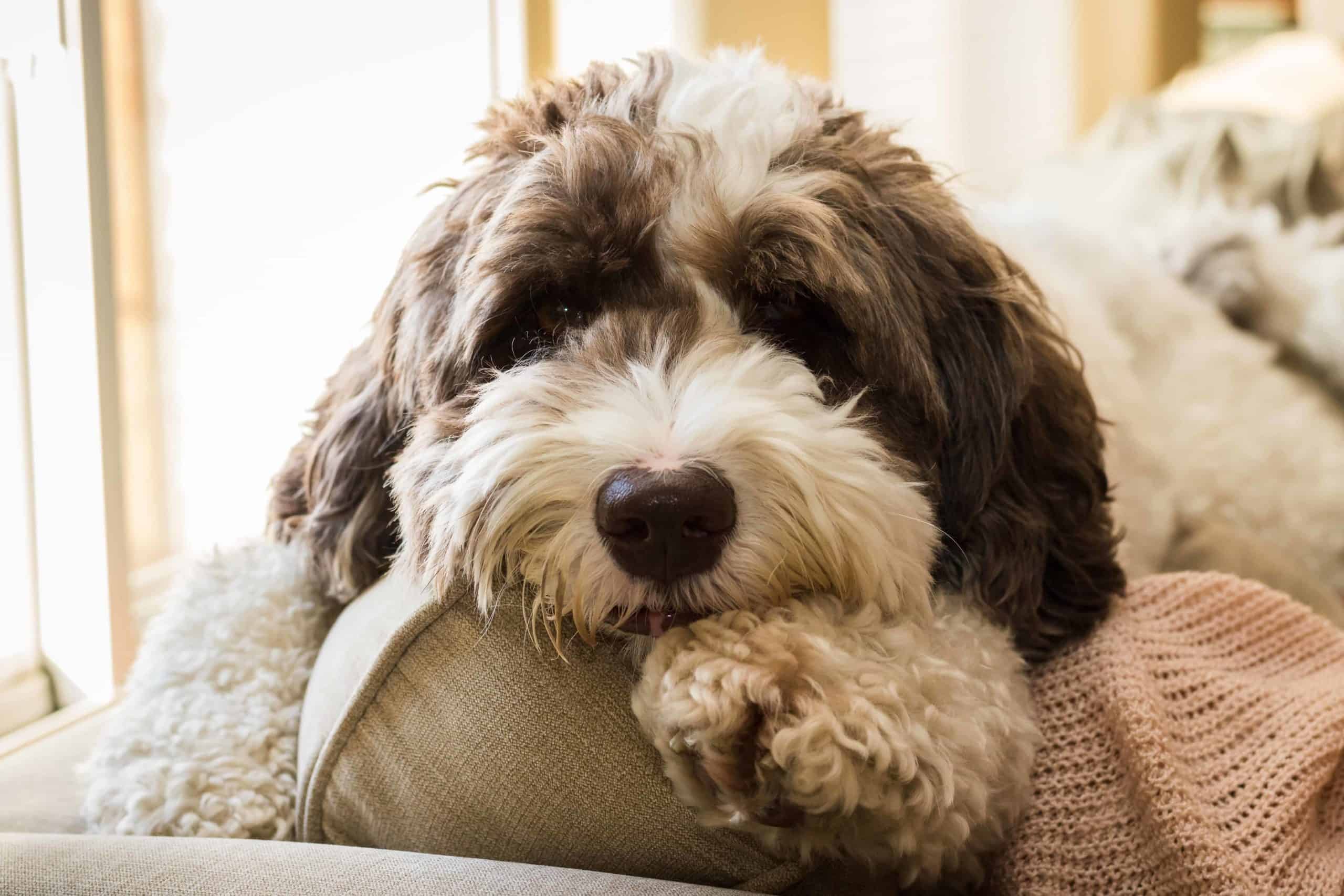 Labradoodle puppy sits on couch. Labradoodles are natural people-pleasers and have a calm, friendly temperament.