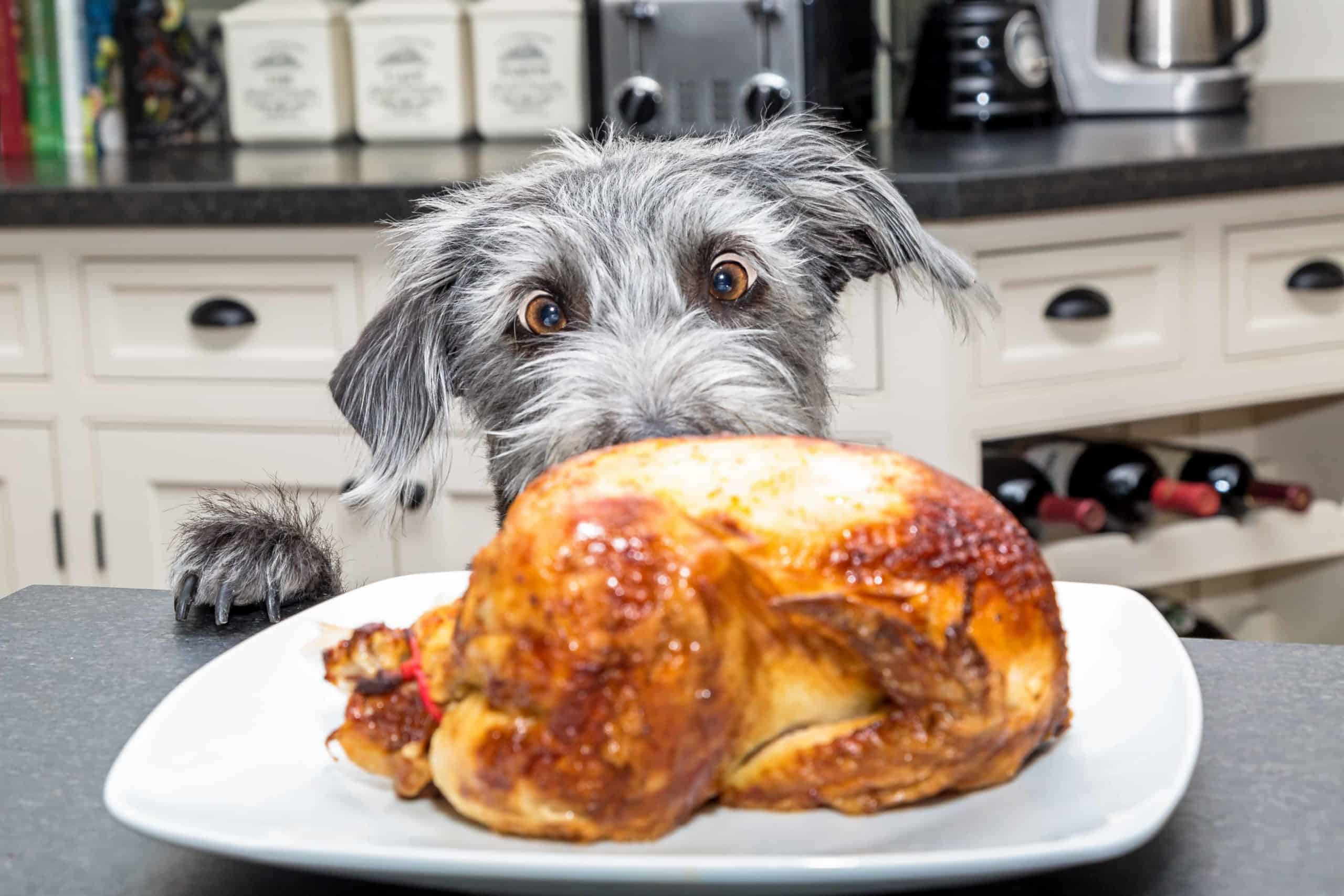 Dog eyes turkey sitting on the counter. Thanksgiving safety tips: Keep an eye on your dog if you have food on the counter. Dogs are opportunists who won't be shy about helping themselves if they can get away with it.