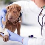 Vet wraps paw of injured Shar Pei puppy. If your dog is in an accident, assess your dog's injuries, and start first-aid. Take your dog to an emergency vet for serious injuries.