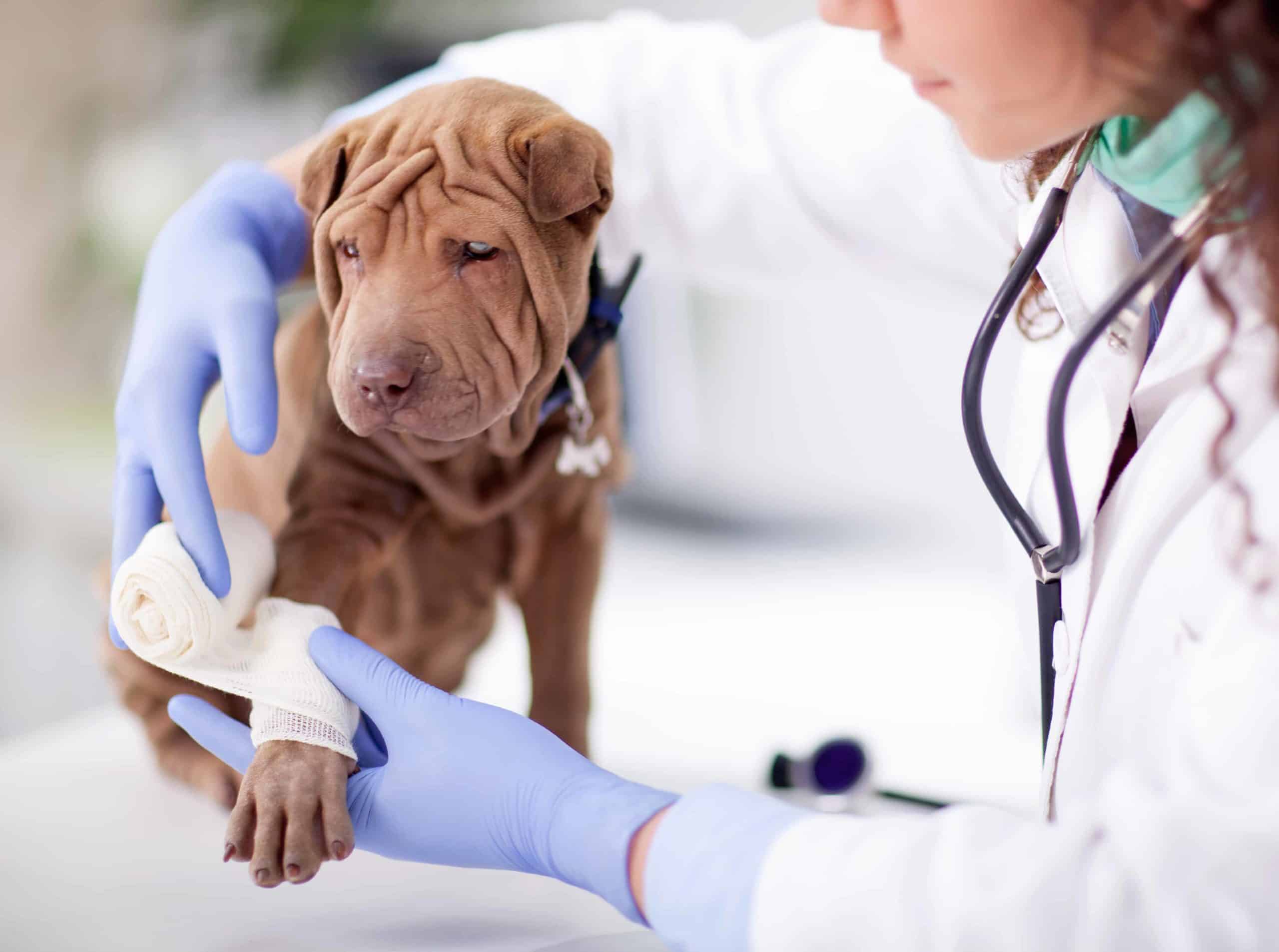Vet wraps paw of injured Shar Pei puppy. If your dog is in an accident, assess your dog's injuries, and start first-aid. Take your dog to an emergency vet for serious injuries.
