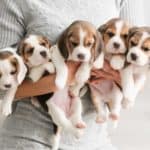 Woman holds litter of beagle puppies. When buying a dog online, do your research, use caution, and only deal with reputable businesses to ensure you aren’t scammed.