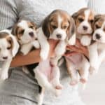 Woman holds litter of beagle puppies. When buying a dog online, do your research, use caution, and only deal with reputable businesses to ensure you aren’t scammed.