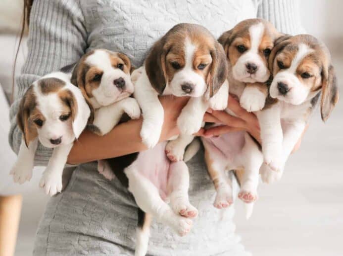 Woman holds litter of beagle puppies. 