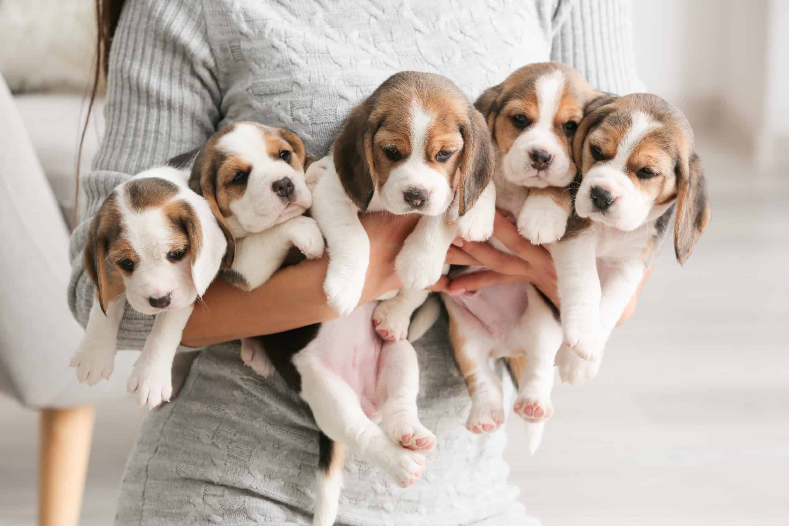 Woman holds litter of beagle puppies. When buying a dog online, do your research, use caution, and only deal with reputable businesses to ensure you aren’t scammed.