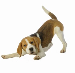 Beagle demonstrates play bow, a canine body language message that shows the dog is happy.