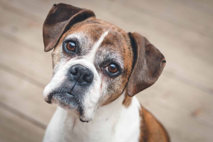 Old boxer with white face. Canine Cognitive Dysfunction post photo
