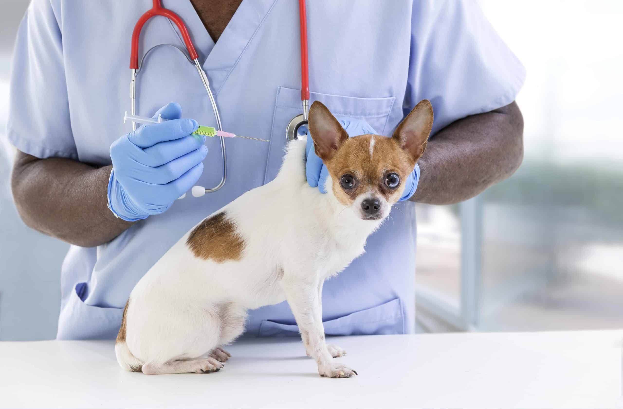 Vet gives Chihuahua a vaccine.