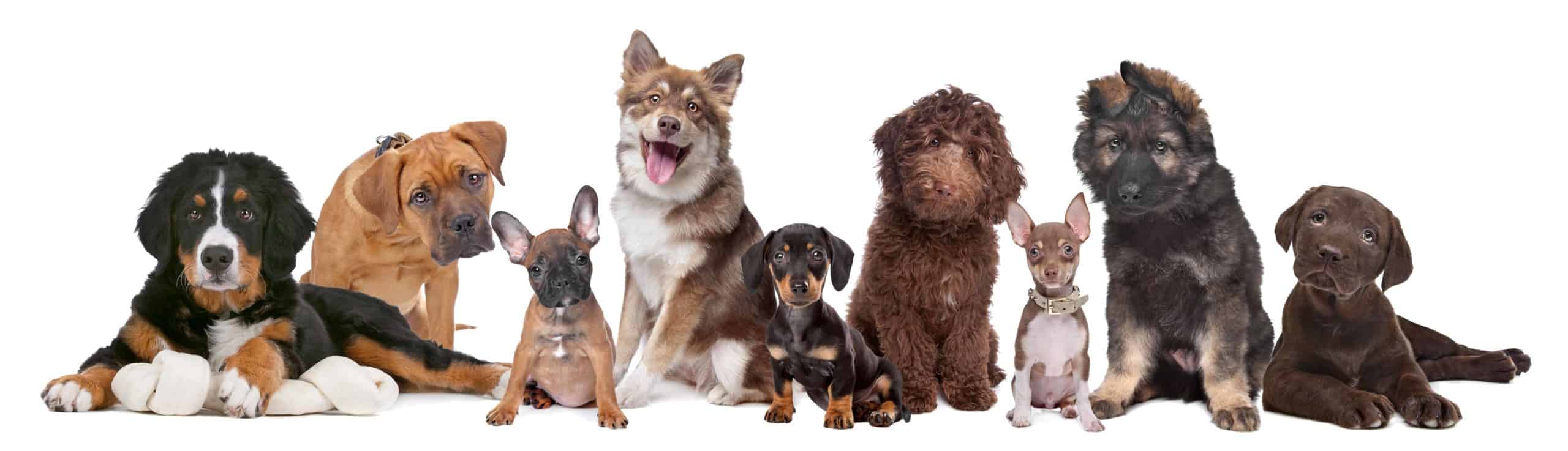 Collection of adorable puppies including Bernese Mountain Dog, Boxer, French Bulldog, Australian Shepherd, Dachshund, Labradoodle, Chihuahua, German Shepherd, Chocolate Labrador. When selecting a dog name for your puppy, choose between cute dog names, boy dog names, girl dog names, and the most popular dog names.