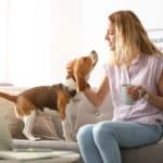 Woman pets beagle to keep him away from coffee cup. Dangerous food for dogs: Alcohol, avocados, caffeine, salt, Xylitol