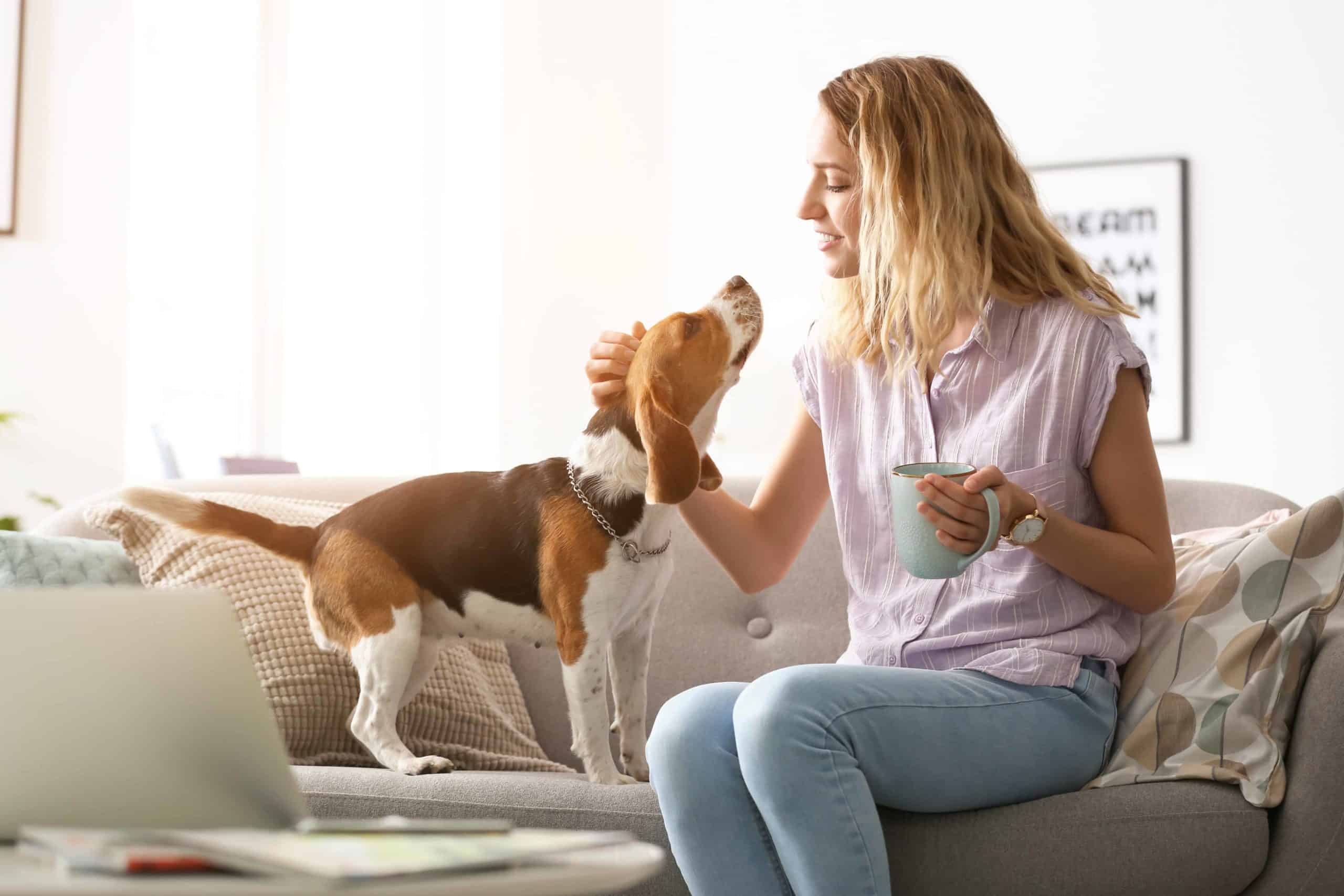 Woman pets beagle to keep him away from coffee cup.