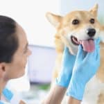 Why routine dog dental care includes vaccinations