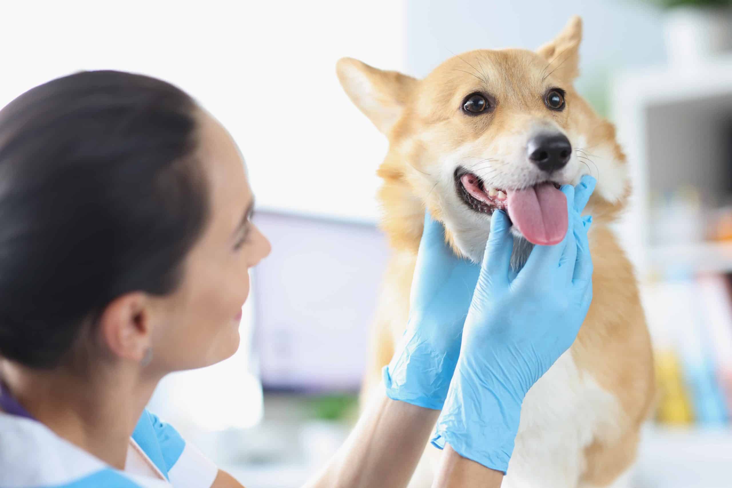 Veterinarian examines corgi for dental disease. Image for Dog Health Category Archive.