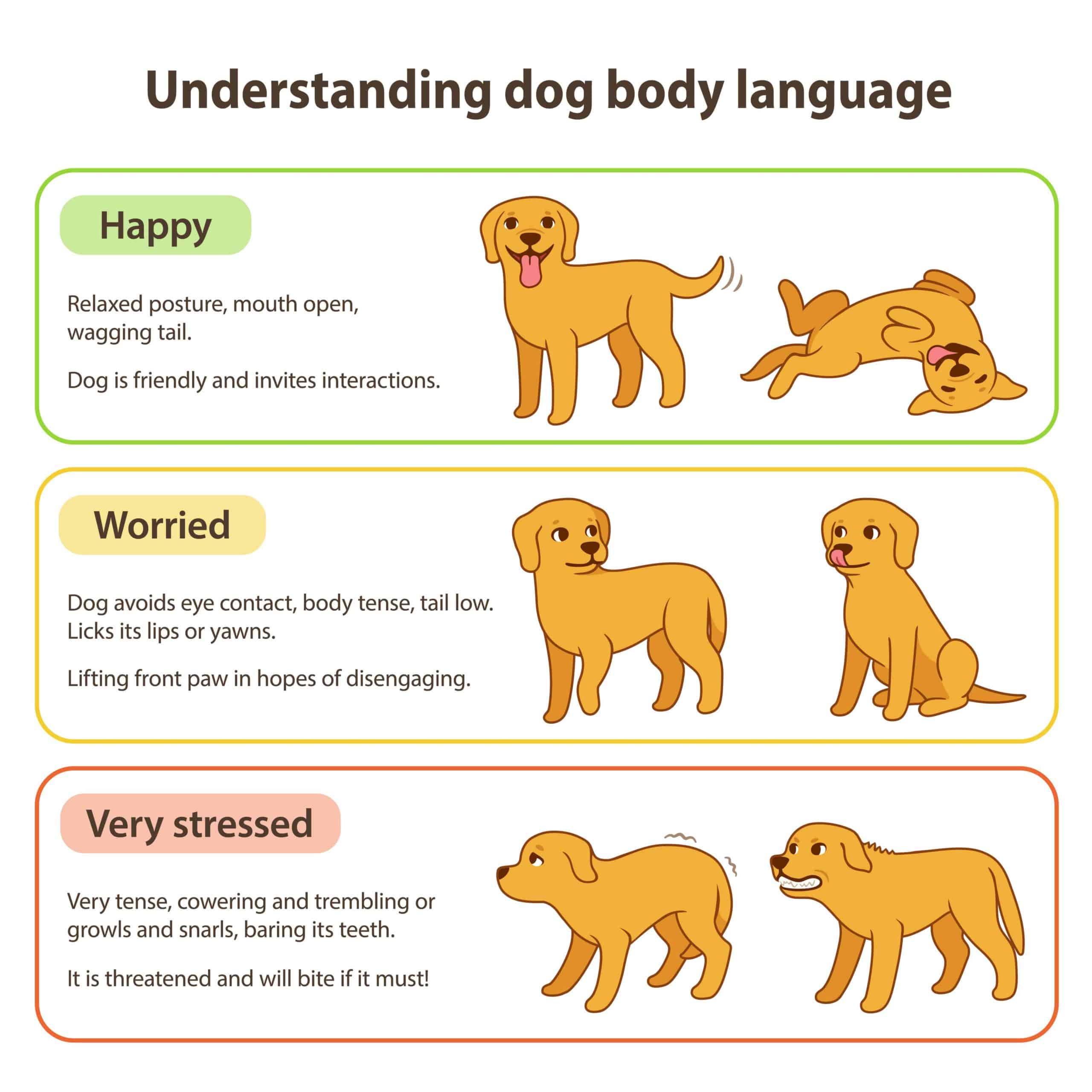 Dog body language graphic