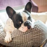 French bulldog snuggles into dog bed. The most common cause of canine insomnia is pent-up energy. Help your dog sleep through the night by making sure she gets plenty of exercise.
