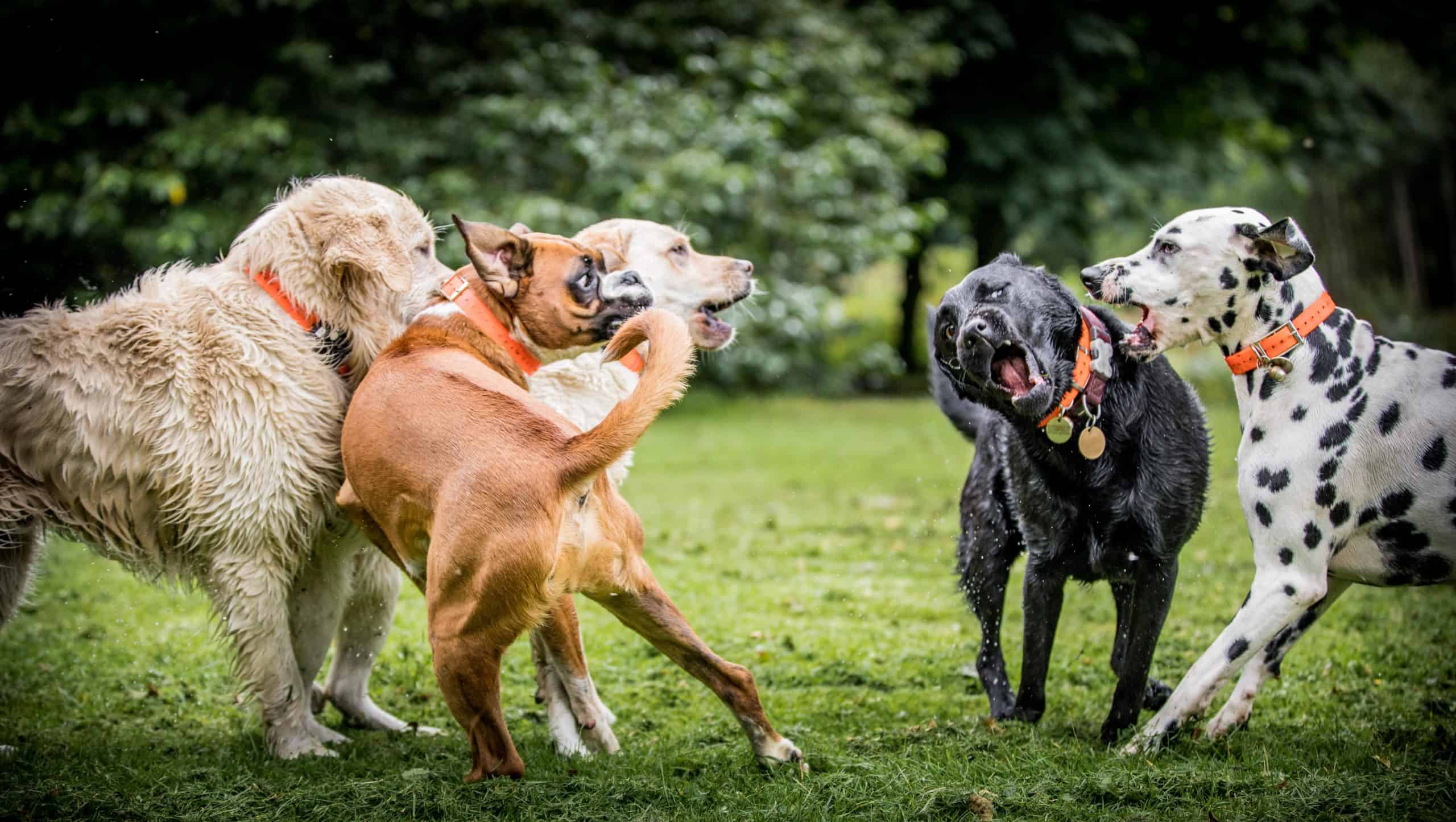 Dogs play at dog park. Dog parks can be a dangerous place for dogs to socialize because their owners often fail to pay attention to dog interactions.