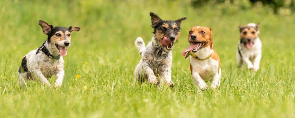 Four dogs run and play. Avoid dog socialization mistakes by teaching your dog socialization skills. Let your dog play with dogs of similar size and temperament.