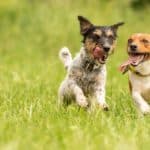 Four dogs run and play. Avoid dog socialization mistakes by teaching your dog socialization skills. Let your dog play with dogs of similar size and temperament.