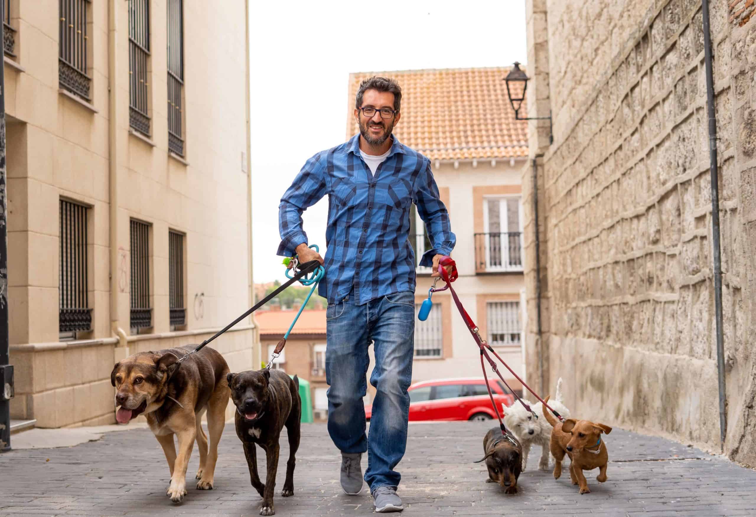 Professional dog walker walks five dogs. When choosing a dog walking service, check recommendations, review qualifications, and meet the dog walker before hiring.