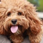 Owner holds happy goldendoodle puppy. Choose to feed your puppy high-quality food that meets the nutritional needs of his age, breed, and size to help him stay strong and healthy.