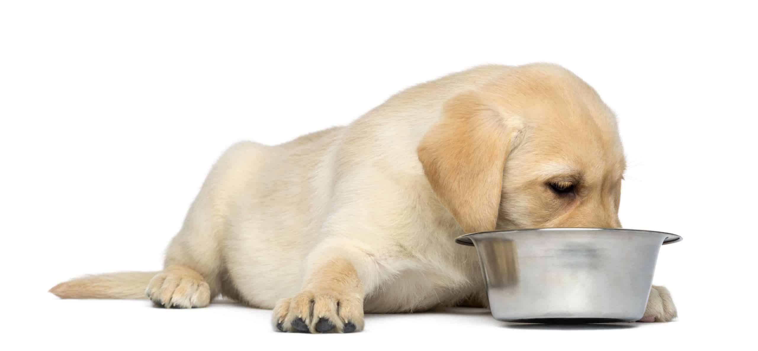 Labrador retriever puppy eats out of metal bowl. Feed your puppy two or three smaller meals per day and don't be alarmed if he occasionally skips a meal.