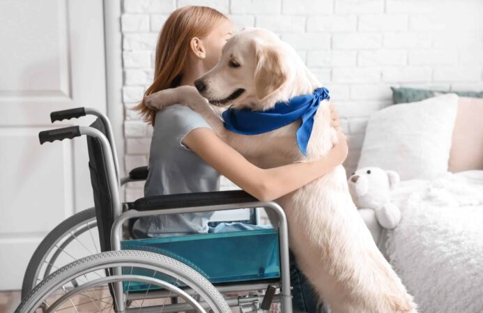 Service dog hugs girl in wheelchair. 