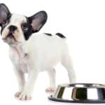 Hungry Boston Terrier stands next to food bowl. Ensure your dog eats a healthy diet by feeding high-quality food and adding kefir, bone broth, and fruits and vegetables.