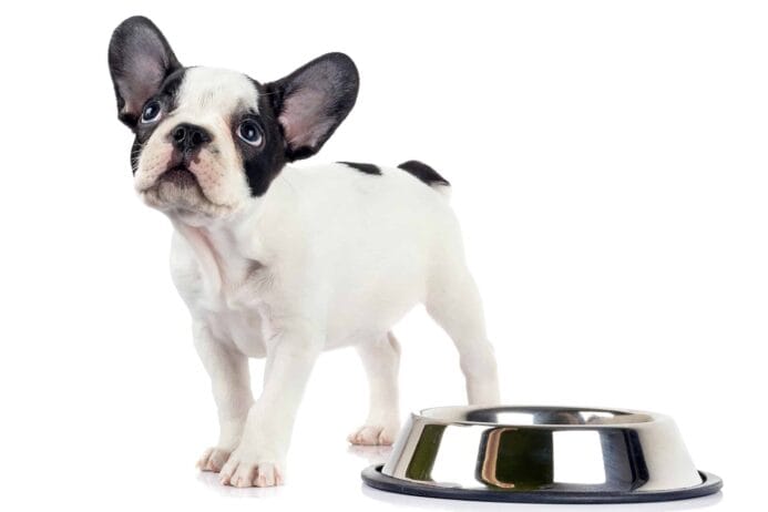 Hungry Boston Terrier stands next to food bowl.